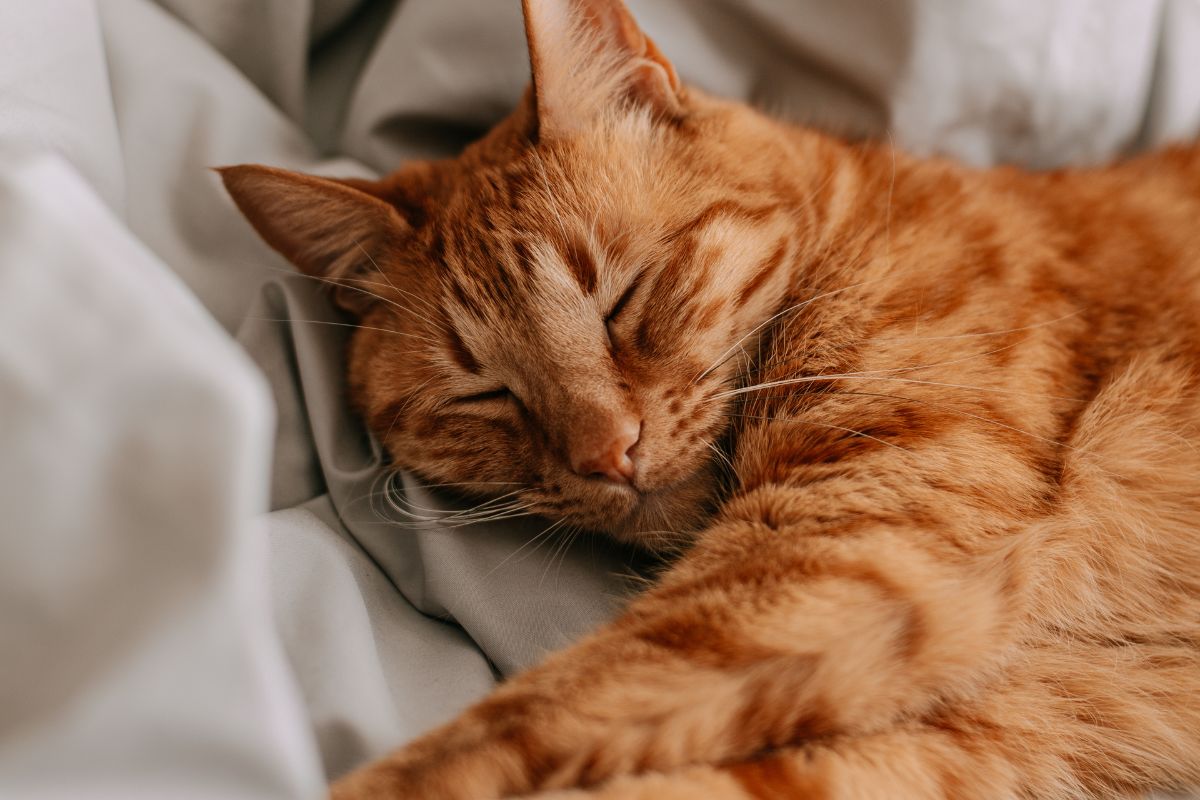 What is a Pet Insurance Deductible? Fursure Blog